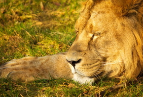 sleeping lion, wild, king