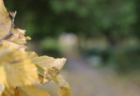 , , , , , , , Nature, Autumn, Macro, Lea ...