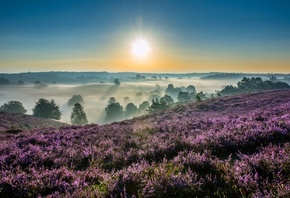 Hoge Veluwe, National Park, Gelderland, Netherlands,  , - ...