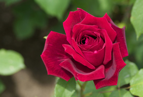 petals, rose, macro