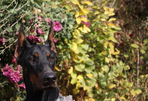 doberman pinscher, dog, doberman