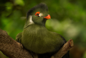  , , , , turaco, 