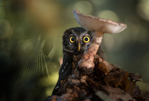 Tanja Brandt,  , , , , , 