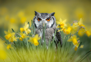 Tanja Brandt,  , , , , , , 