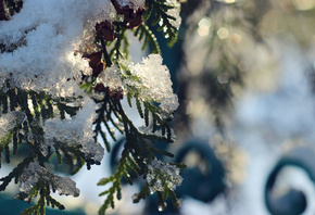 , , , , , , , , , , , , , winter, snow, frost, fir-tree, thuja, a sun, , fence, nature