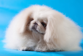 Pekingese, Dog, dogs