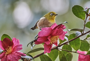  , , ,  , silvereye, , ,  ...