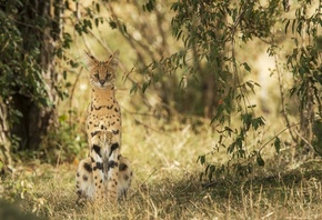 serval, 