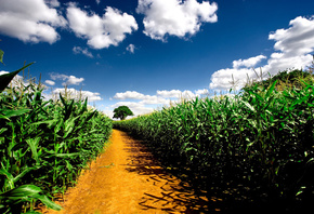 pathway, nature, plants, road, field, the sky, road, corn fields, corn fiel ...