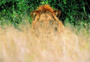 , Lion, , 