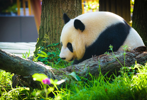 panda, big white black bear, forest, cute animals, 