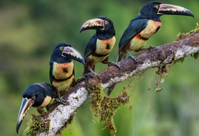 , , Collared aracari