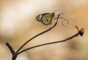 Danaida monarch, ,  