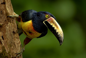 , , Collared, Aracari, 