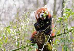 red panda, panda, cute, bamboo