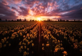 , , , , , , , , , , Skagit Valley, ,  