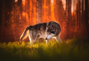 Siberian Husky, autumn, pets, cute animals, bokeh, forest, Husky, cute dog, ...