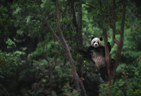 panda, , , 