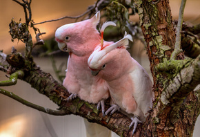 , , pink, cockatoos, , 