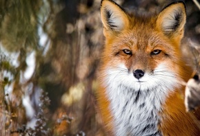 Fox, Cute, Fluffy