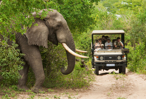 South Africa, Tourism, Safari, Kruger National Park, elephant