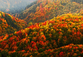 Autumn, Forest, Bohemian Switzerland National Park, Czech Republic