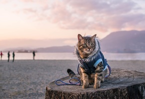 Travel with a cat, Pacific Ocean, Canada