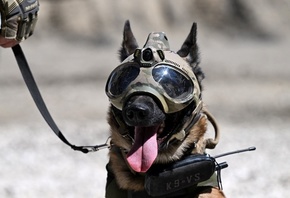 dog, Gendarmerie Nationale, Paris, France