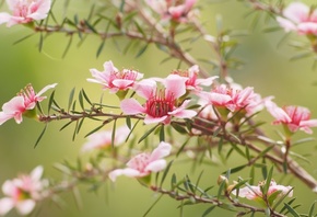 Leptospermum, aromatic evergreen shrubs, spring