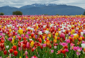 , , , , Spring, Colors, Tulips, , , Mountai ...