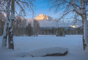 North America, Wildlife, Alberta, Canada