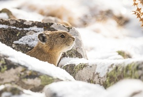 American Pika, Ochotona Princeps, cute, Wildlife