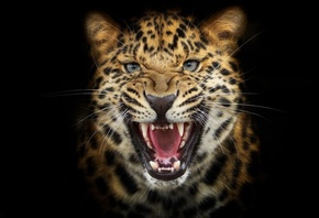 leopard, cat, teeth, predator, wiskers
