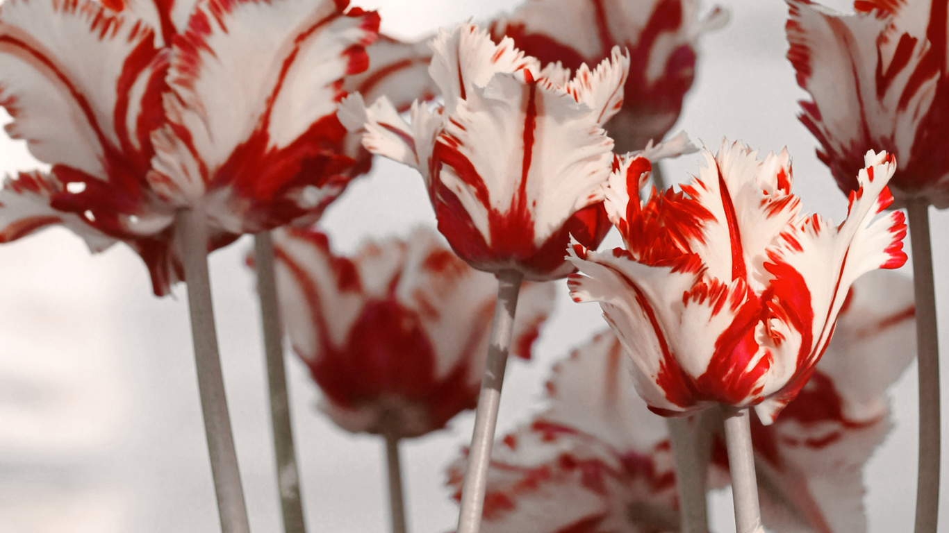 Tulips wallpapers, white, flowers, spring, red, flowers, photo