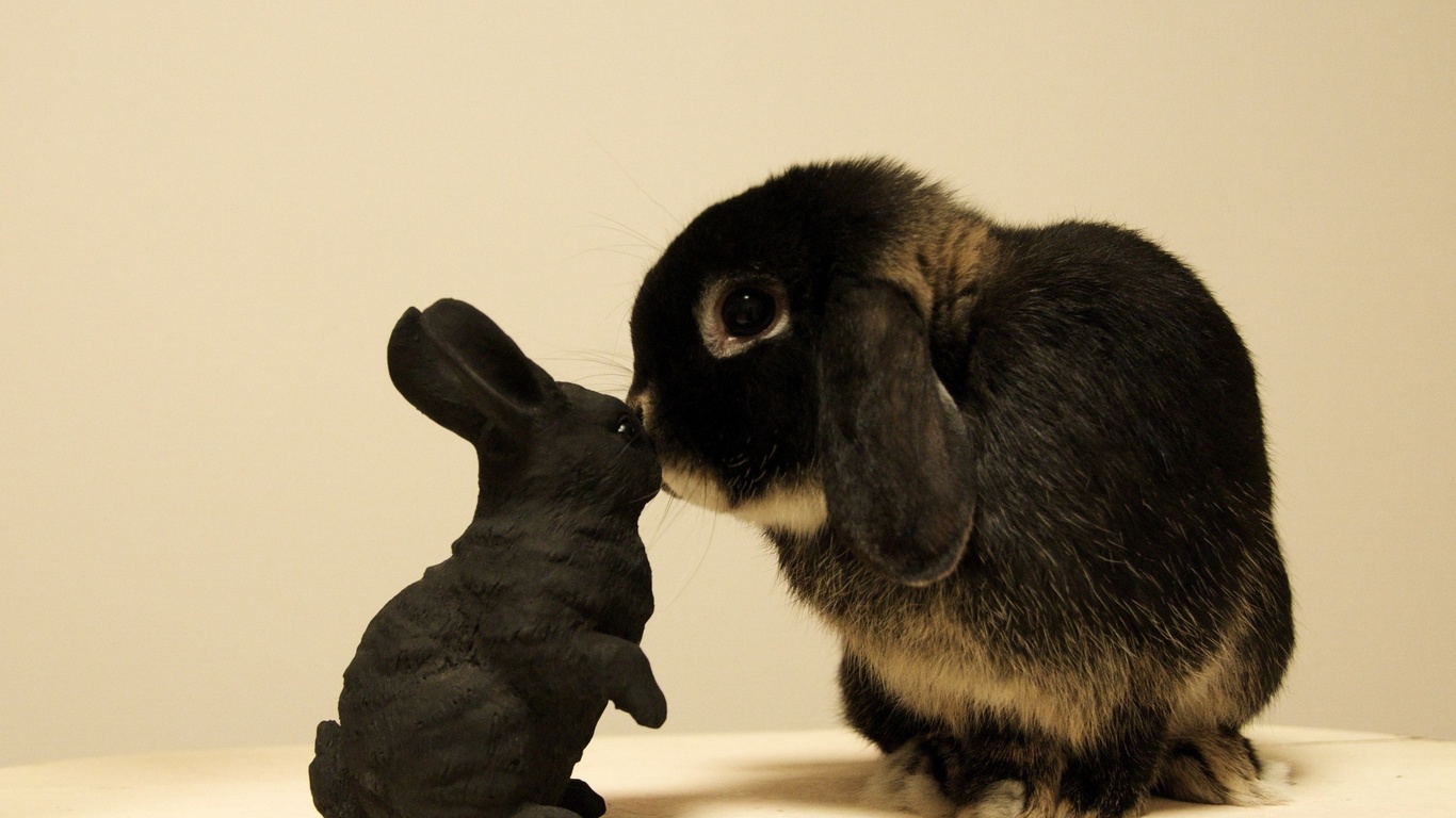 Kaninchen Hase Auf Meine Art — Rezepte Suchen