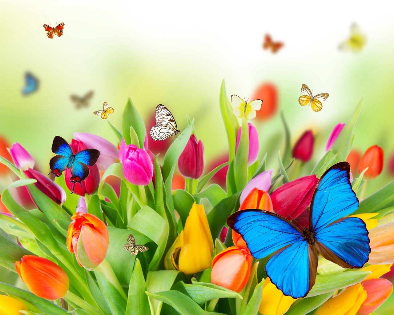 Картинки по запросу картинки с бабочками и цветами