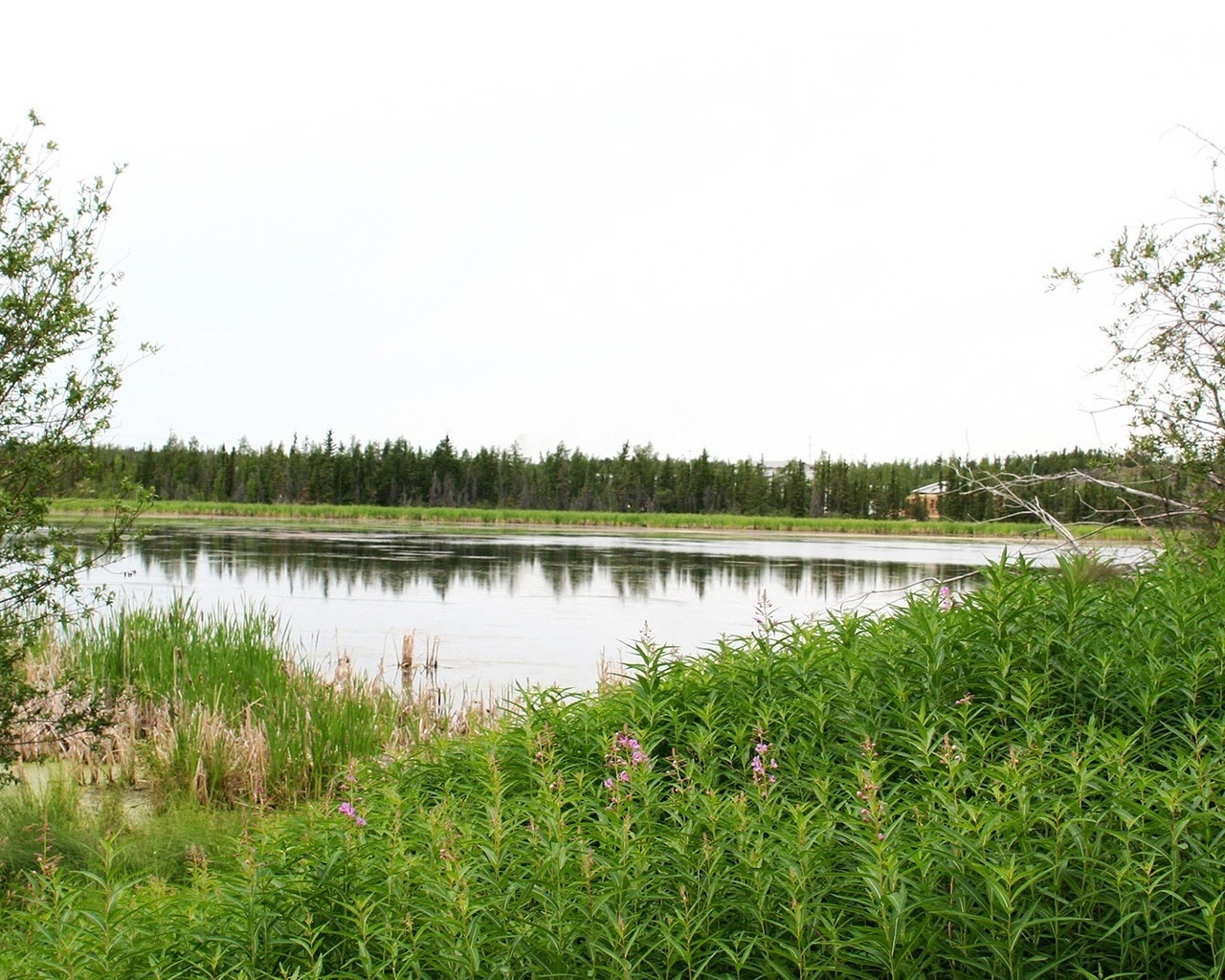 Озерцо корень. Озеро Смердовицкое. Озеро Смердовицкое фото. Участок газон озеро брег. Озерцо огорожено.