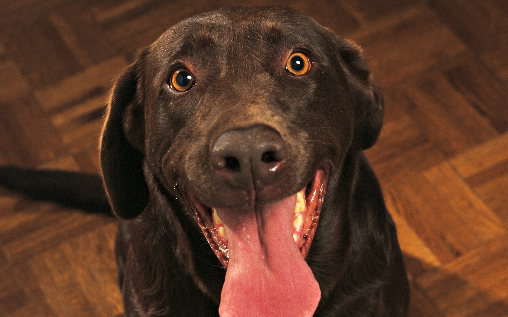 Почему собака дышит с высунутым языком. Собака высунув язык. Пес с языком. Собакас высунытым языком. Собака с высунутым.