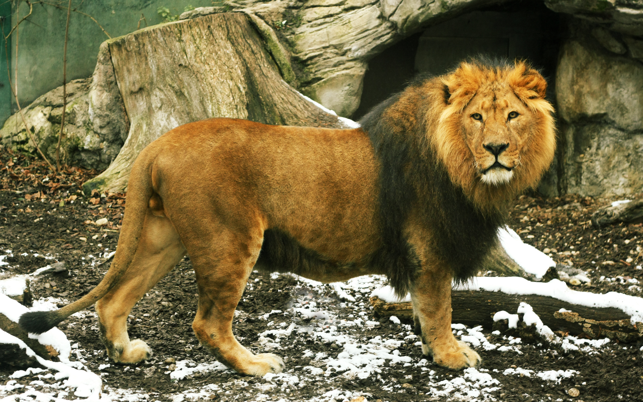 Полные лев. Реликтовый Полярный Лев. Пещерный Лев. Лев фото. Лев царь зверей.