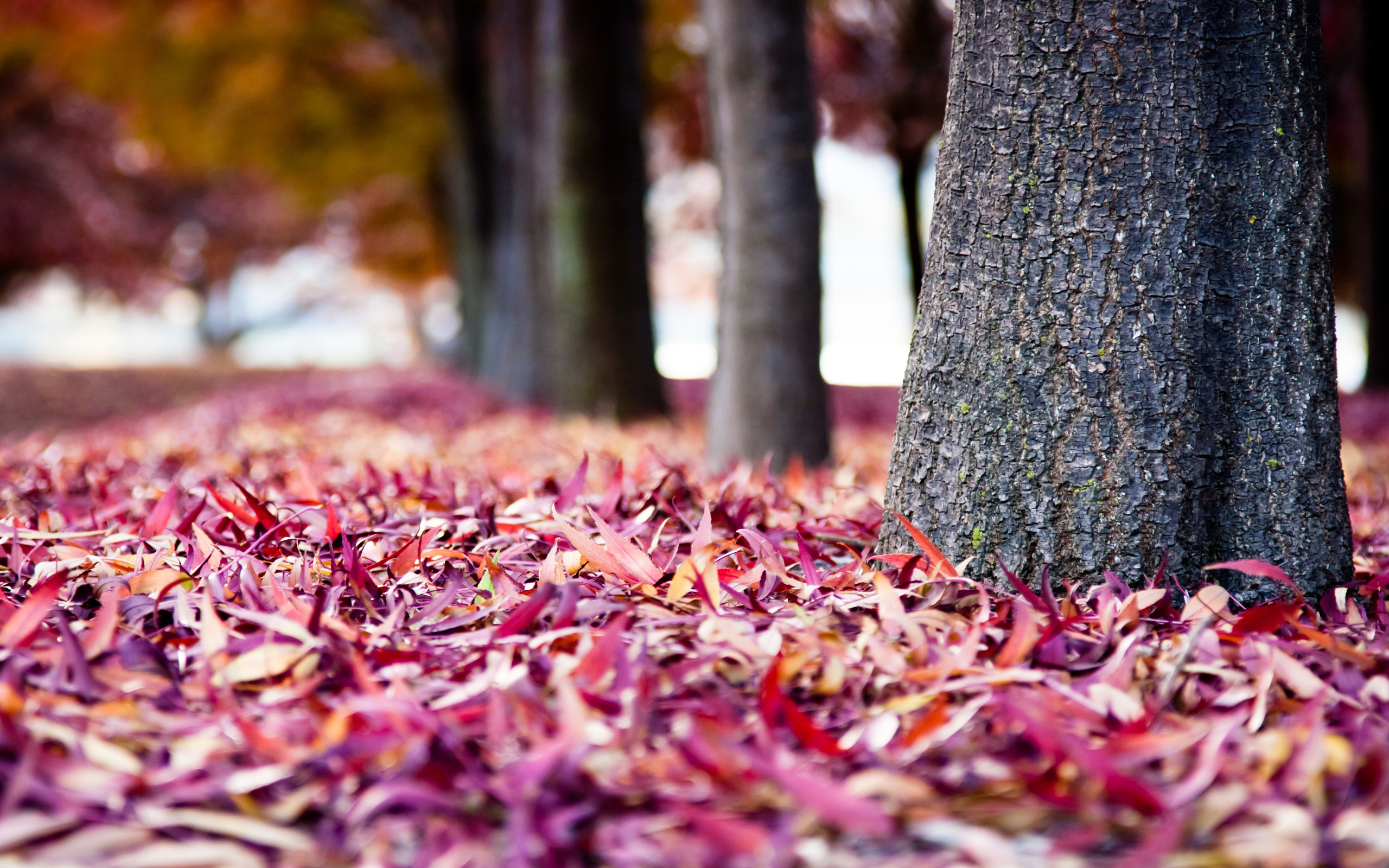 Опавшие листья терпеливо. Опавшая листва. Разноцветные листья. Розовая осень. Обои осень.