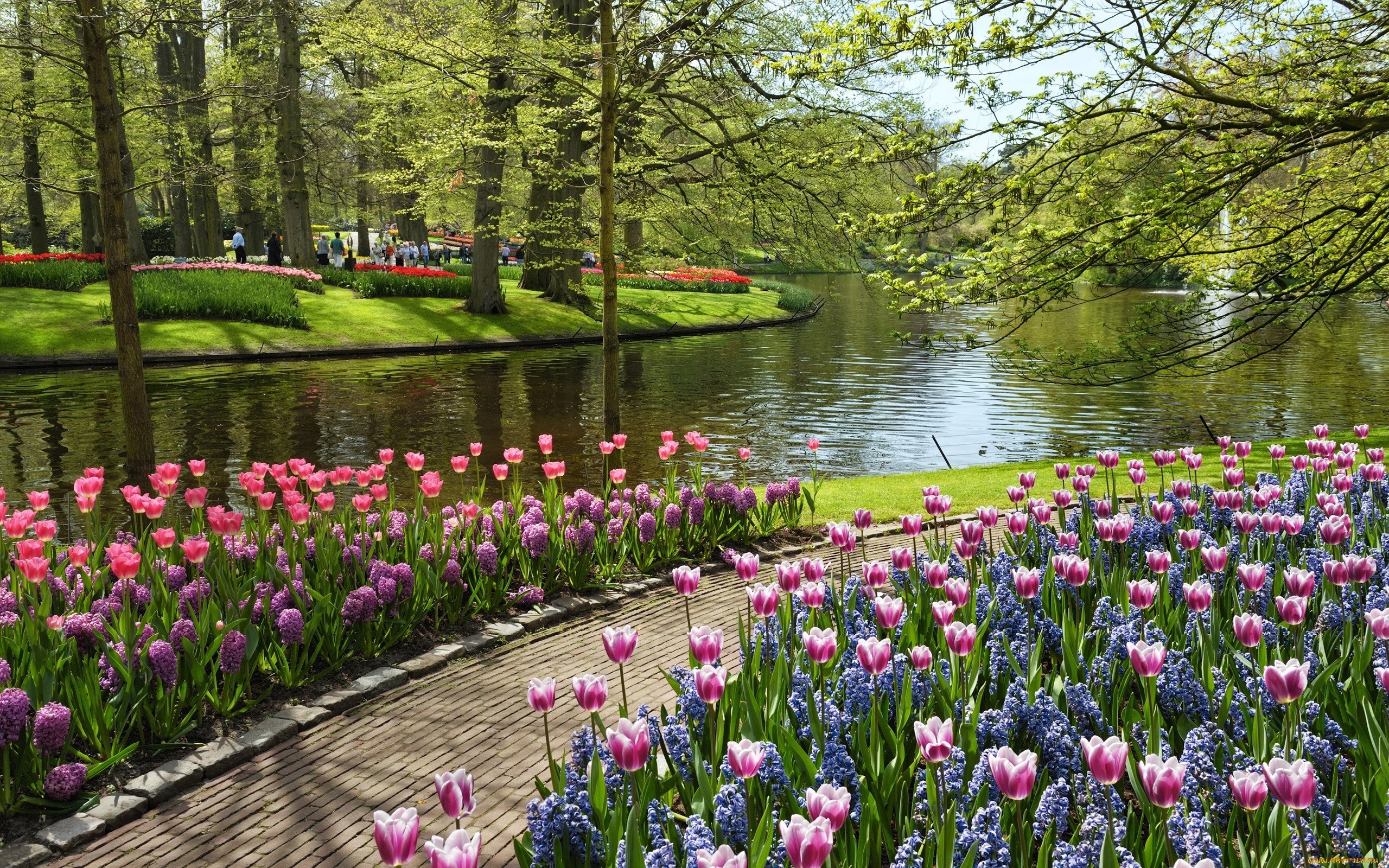 Заставка весенняя природа. Парк «Кекенхоф» (Keukenhof) летом. Парк тюльпанов, Кекенхоф.. Парк цветов кёкенхоф (г. Лиссе). Флауэрс Гарден парк.