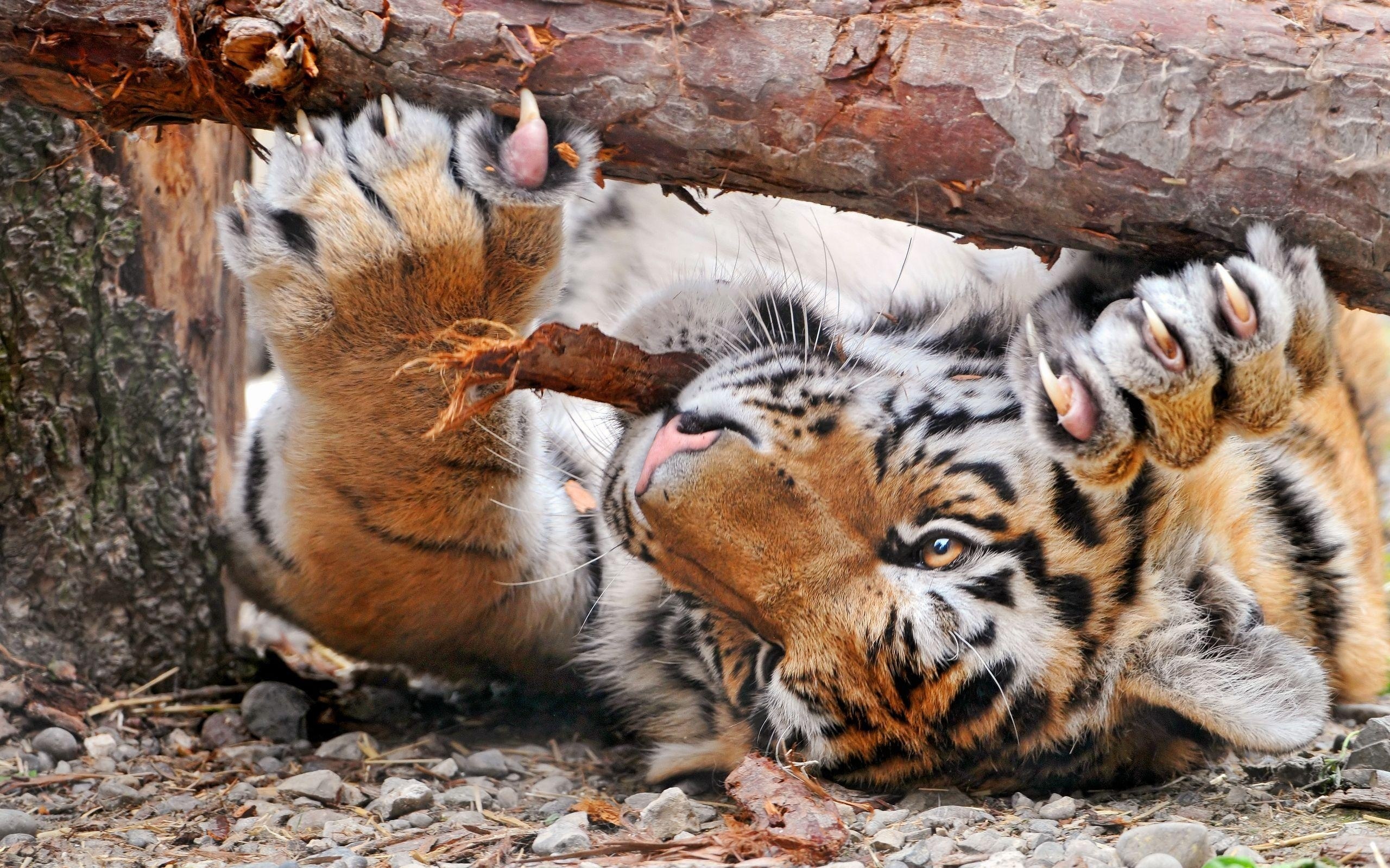 Тигр ест лев