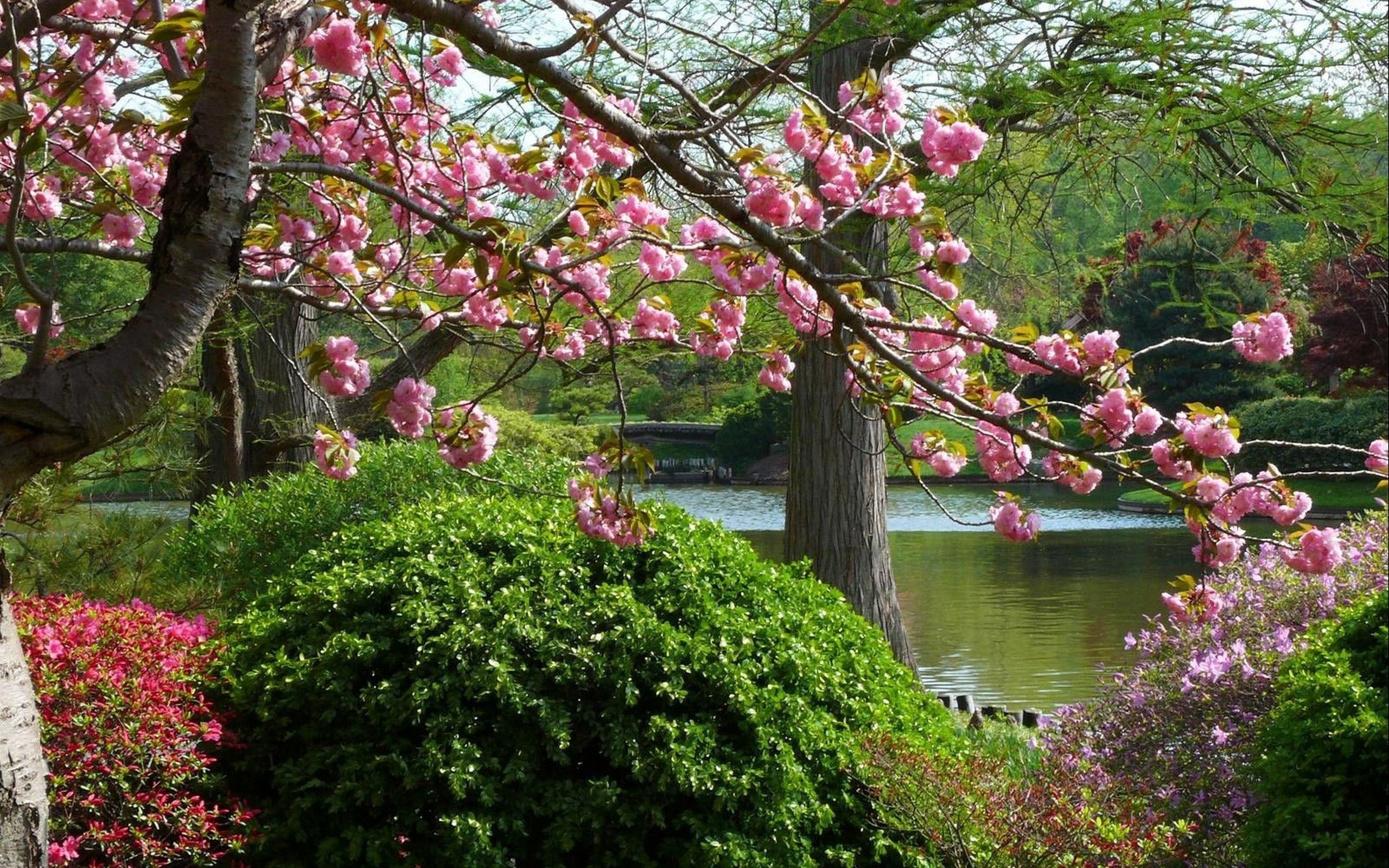 Музыка цветущего сада. Сакура Микинори. Природа весной. Цветущий сад.