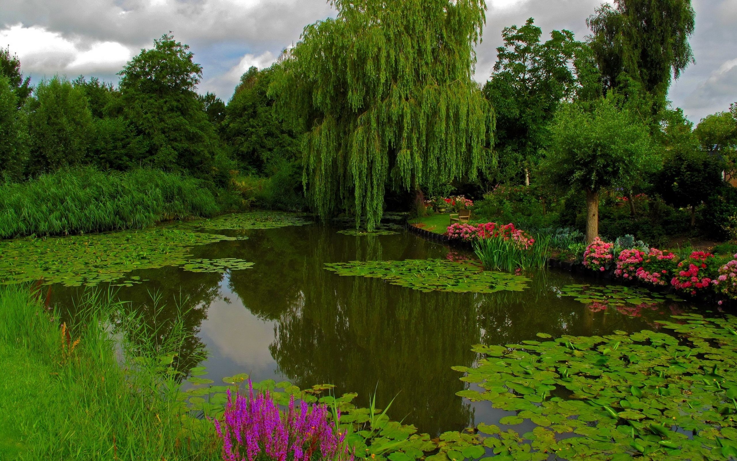 По над рекой сад цветет. Плакучая Ива. Дендропарк Уреки. Заросший пруд ивовый пруд.