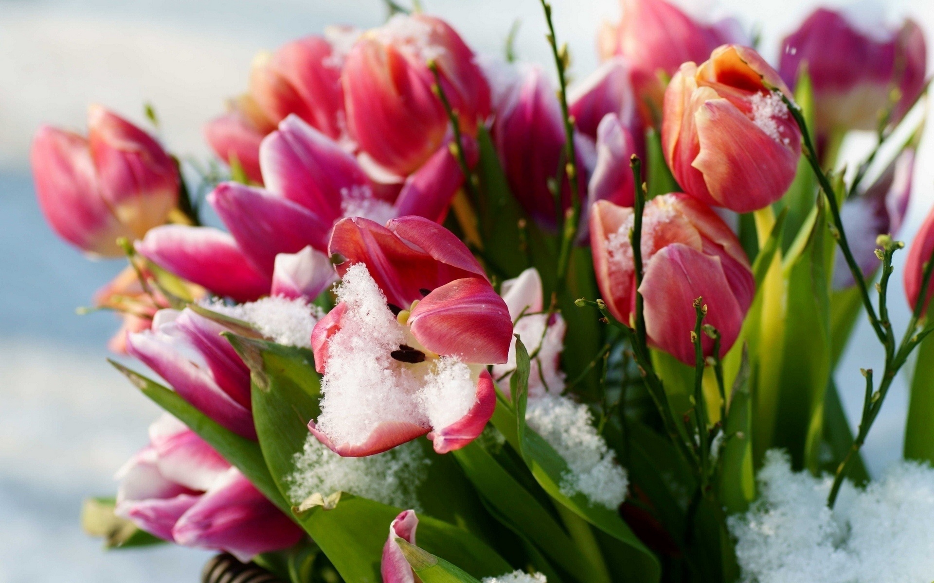 В этот праздник ваш день весенний. Весенние цветы. Цветы тюльпаны. Зимние цветы. Цветы в снегу.