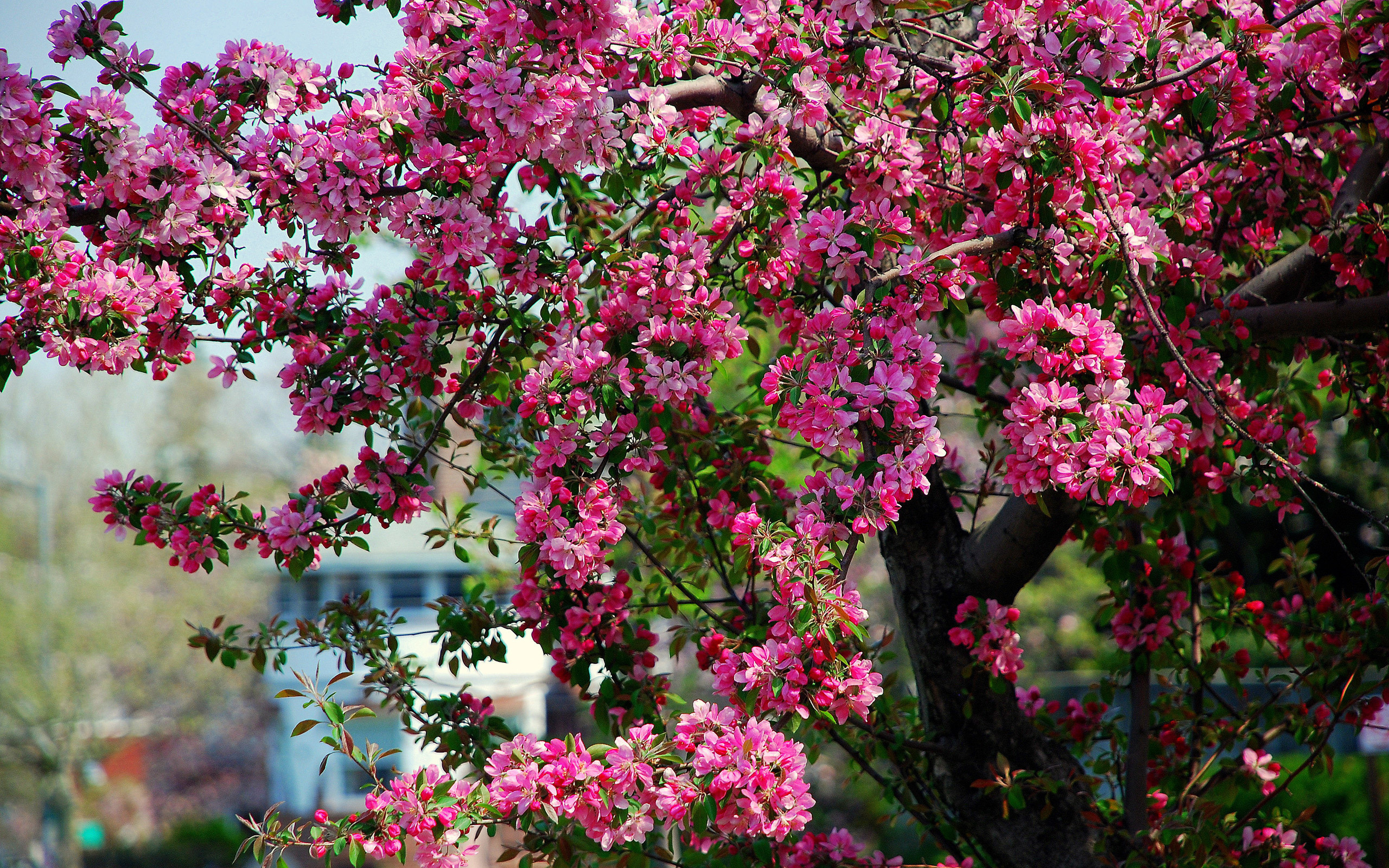 Цветущие деревья фото с названиями. Яблоня Макамик. Яблоня декоративная Макамик. Декоративная яблоня розовоцветущая. Яблоня декоративная Келси.