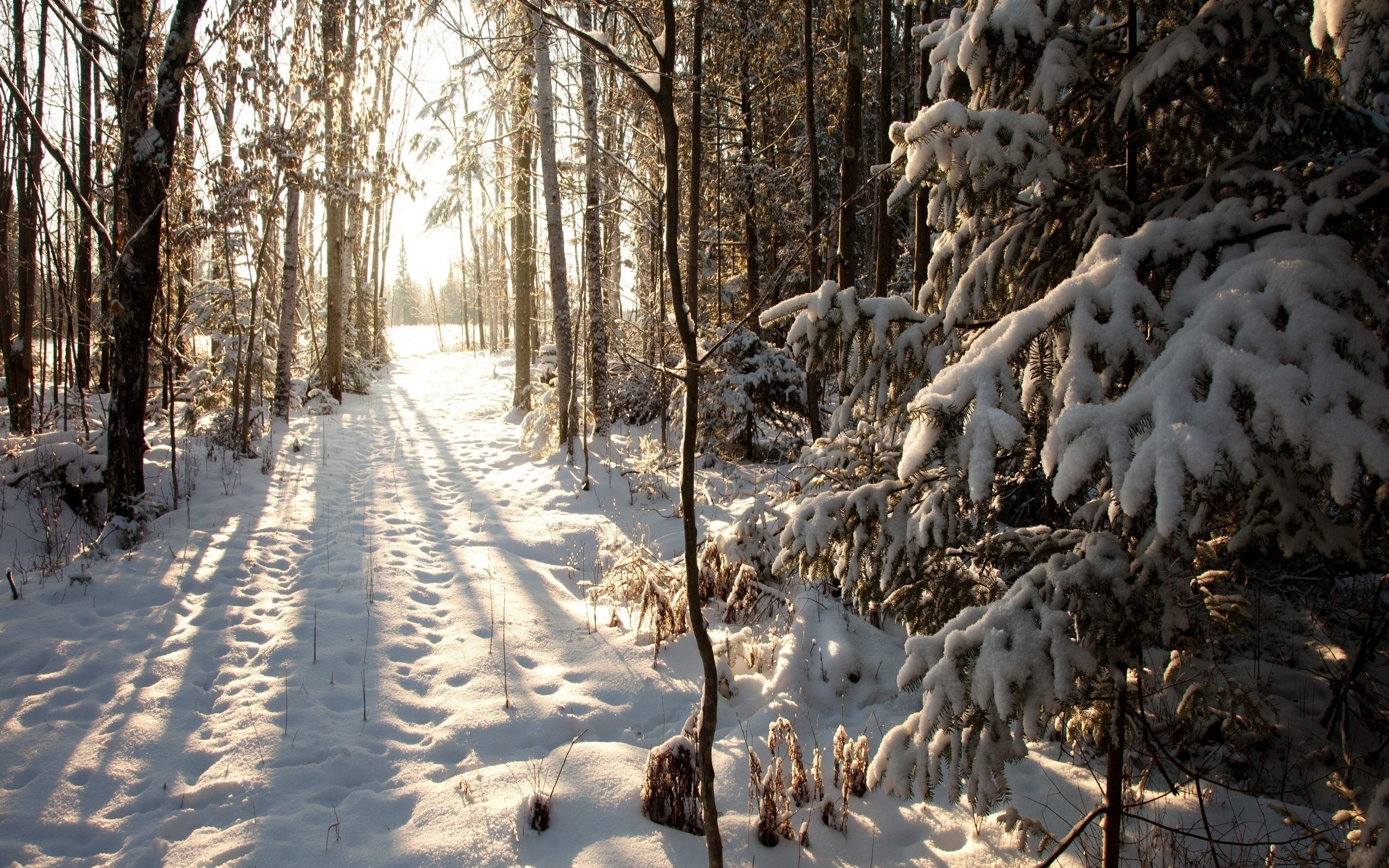 Winter forest. Зимний лес. Зимой в лесу. Лес в снегу. Зима снег лес.
