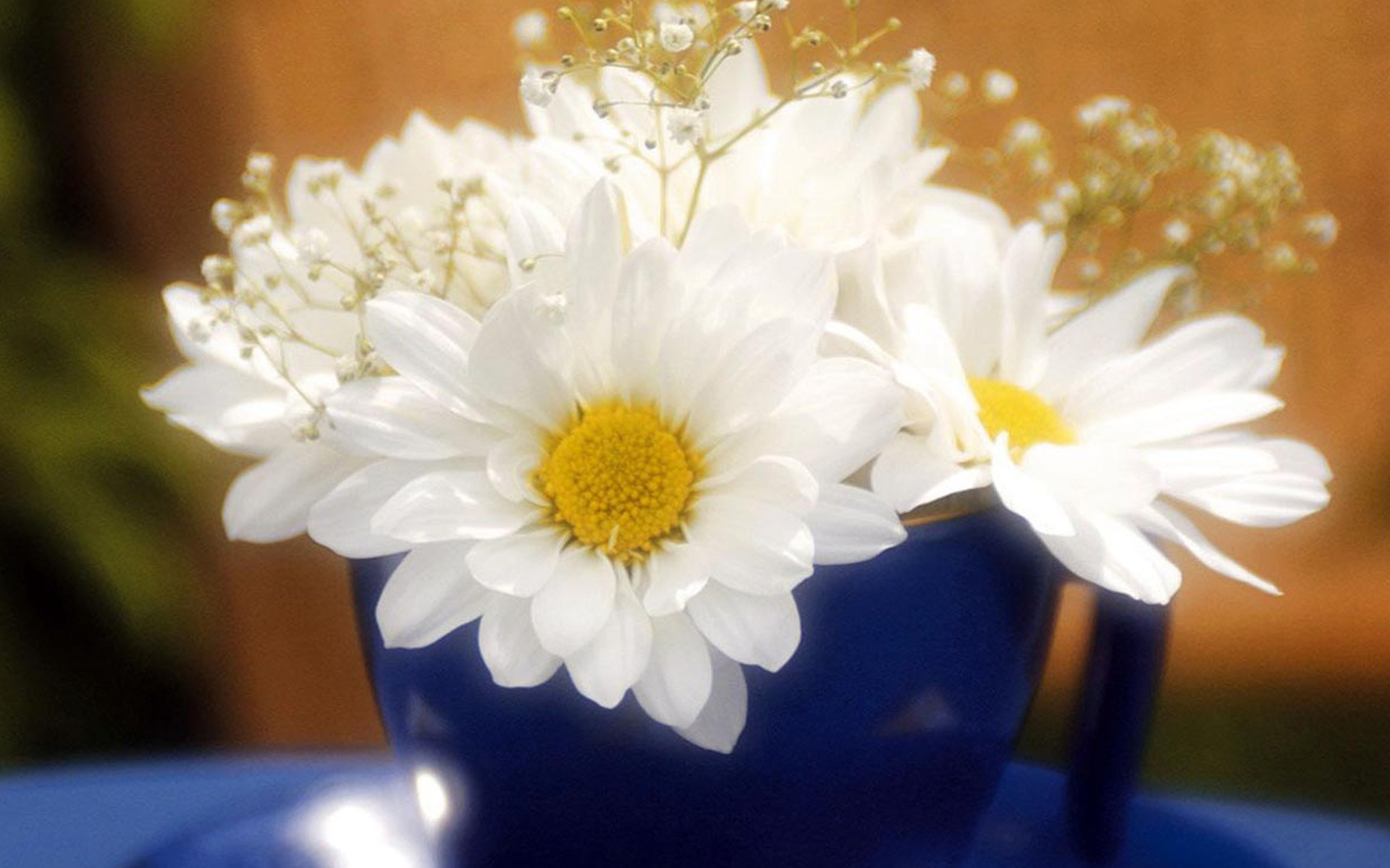 Сегодня я тебе желаю дорогой. Утренние цветы. Открытки с ромашками. Ромашка цветы. Красивые ромашки.