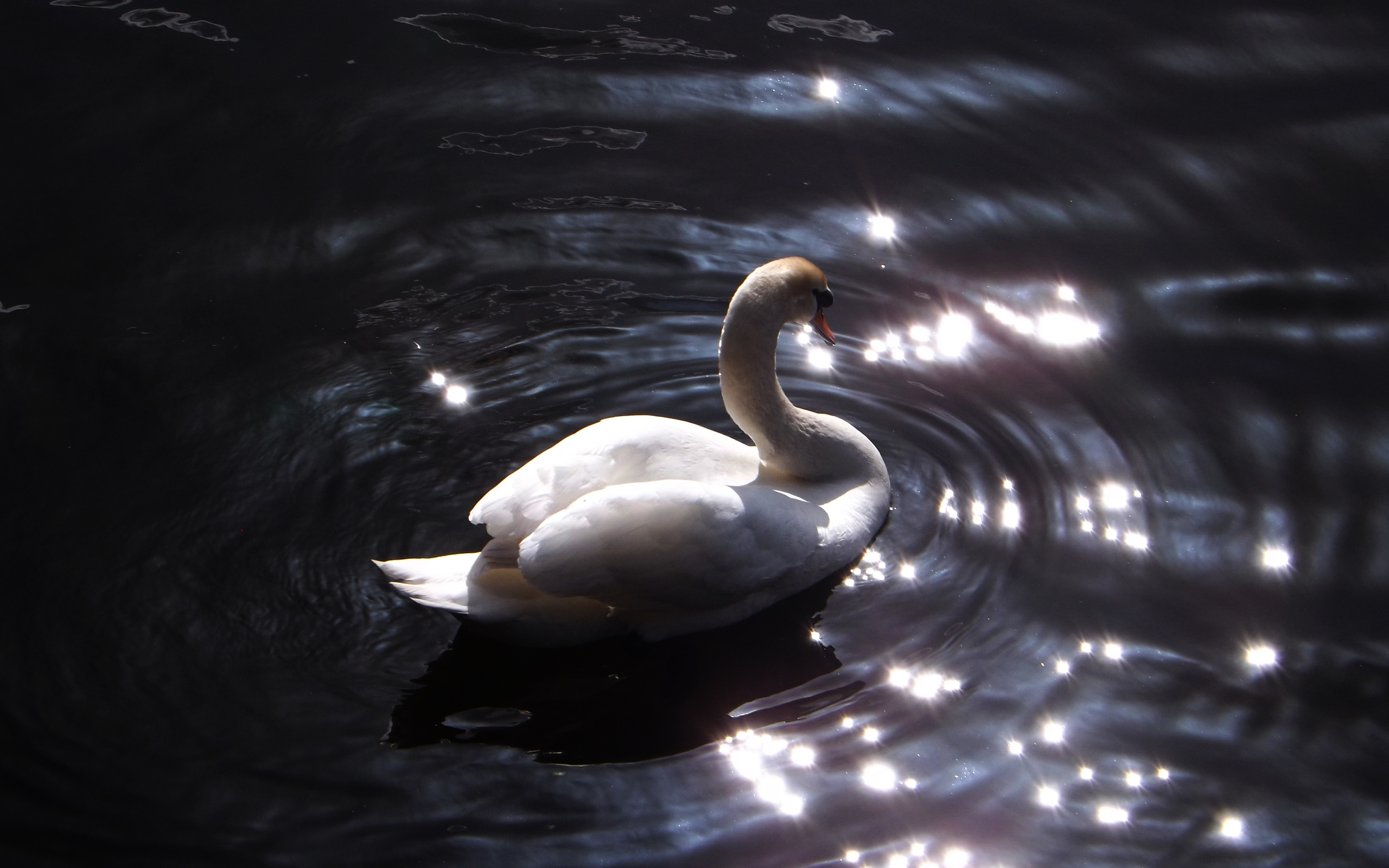 Луна лебединая. Лебедь. Лебеди ночью в пруду. Лебеди в пруду. Лебеди в ночном пруду.