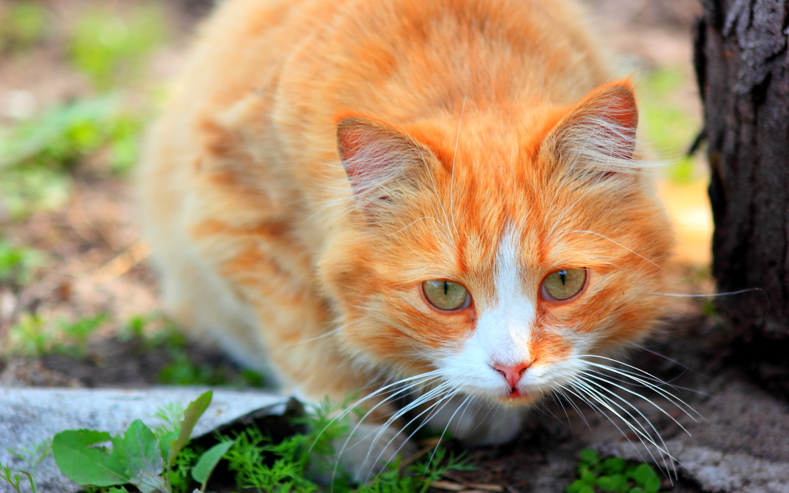 Говорите рыжего кота. Турецкая Анатолийская кошка рыжая. Анатолийская кошка пушистая рыжая. Бело рыжая кошка. Рыже белая кошка с зелеными глазами.